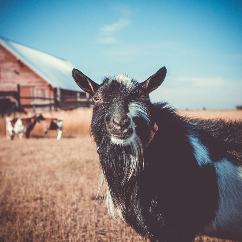 twi_blog_nigeriandwarf_hucksmile_v1 Nigerian Dwarf Goats: The versatile Choice for your homestead